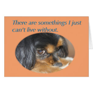 Förlåt mig-kort med Cavalier King Charles Spaniel Hälsningskort