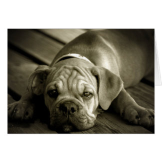 Förlåt mig OBS kort