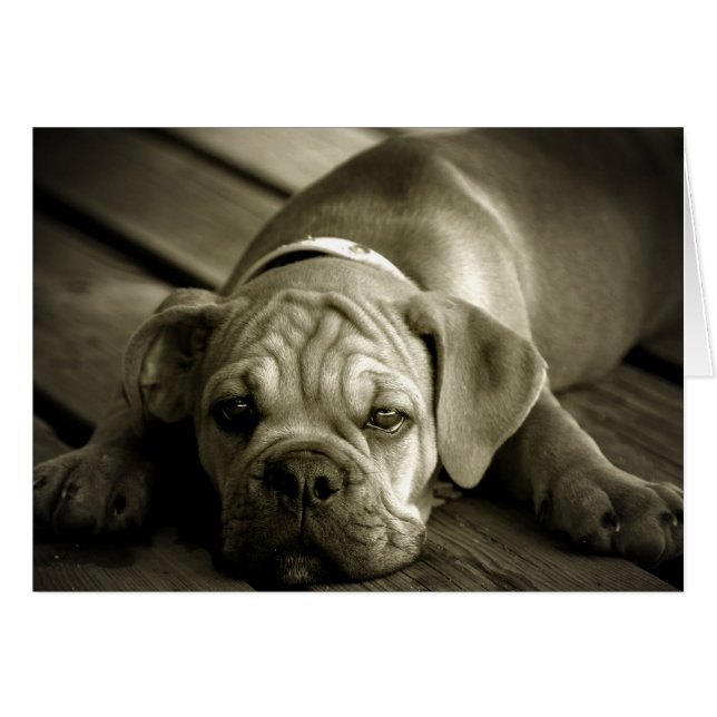 Förlåt mig OBS kort (Framsidan Horizontal)