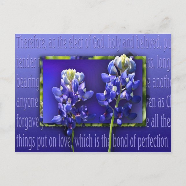 Förlåt mig vykort (Framsida)