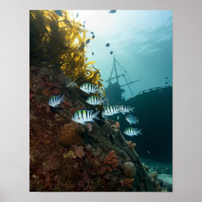 Förlisningen gömde bakom revet poster (Framsidan)