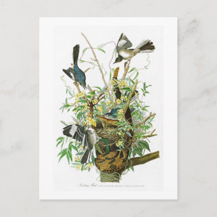 Förlöjliga fågelJohn James Audubon fåglar av Vykort