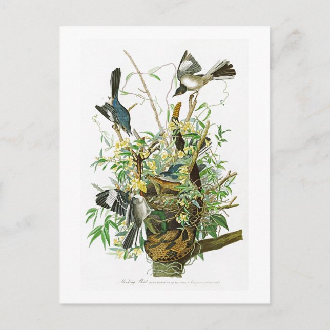 Förlöjliga fågelJohn James Audubon fåglar av Vykort (Framsida)