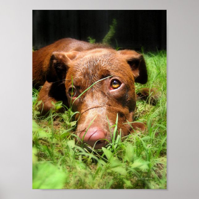 Forlorn Chocolate Lab Pit Puppy Poster (Framsidan)