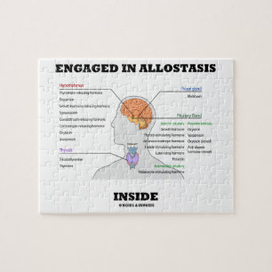 Förlovat i Allostasis insida (Endocrinehormon) Pussel