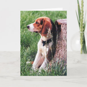 Förlust av Beloved Pet Friend Sympathy Card Kort