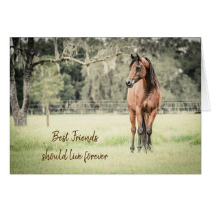 Förlust av Horse Arabian Horse Sympathy Card Hälsningskort
