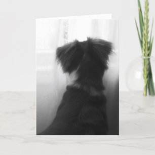 Förlust av Hund Sympathy Card Kort
