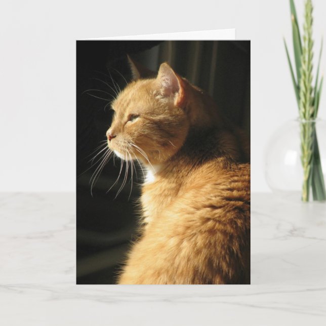 Förlust av husdjuret… kort (Framsida)