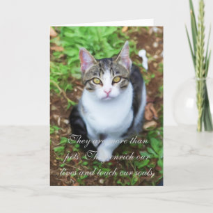 Förlust av katten kort