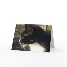 Förlust av kattpäls