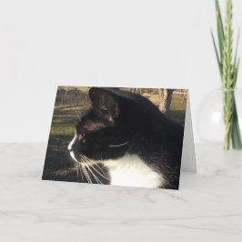 Förlust av kattpäls kort