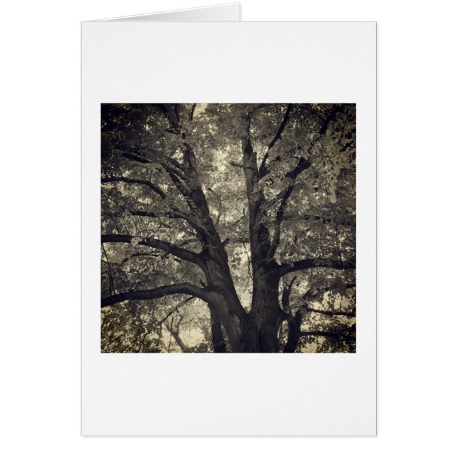 Formade Träd Hälsningskort (Framsidan)