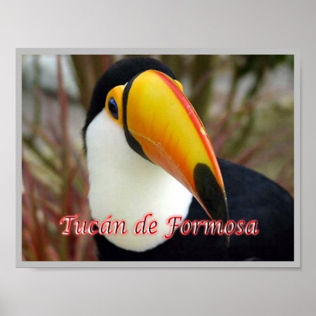 Formosan Toucan Poster (Framsidan)