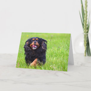 Förmultna. Stolt Spaniel för kung Charles Tack Kort