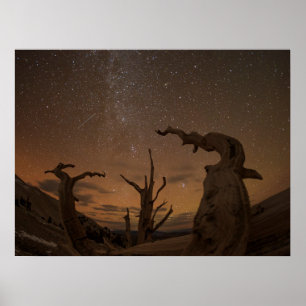 Forntida Bristlecone Pine-skogen   Kalifornien Poster