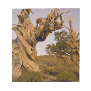 Forntida Bristlecone-skogen, Vita bergen, CA Anteckningsblock