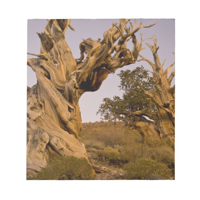Forntida Bristlecone-skogen, Vita bergen, CA Anteckningsblock (Framsida)