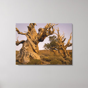 Forntida Bristlecone-skogen, Vita bergen, CA Canvastryck