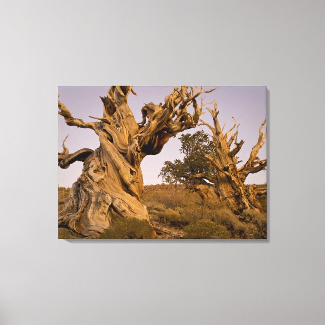 Forntida Bristlecone-skogen, Vita bergen, CA Canvastryck (Framsida)