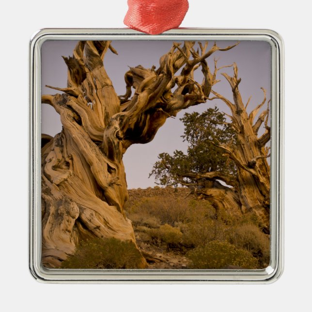 Forntida Bristlecone-skogen, Vita bergen, CA Julgransprydnad Metall (Framsidan)
