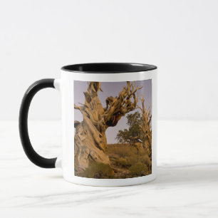 Forntida Bristlecone-skogen, Vita bergen, CA Mugg