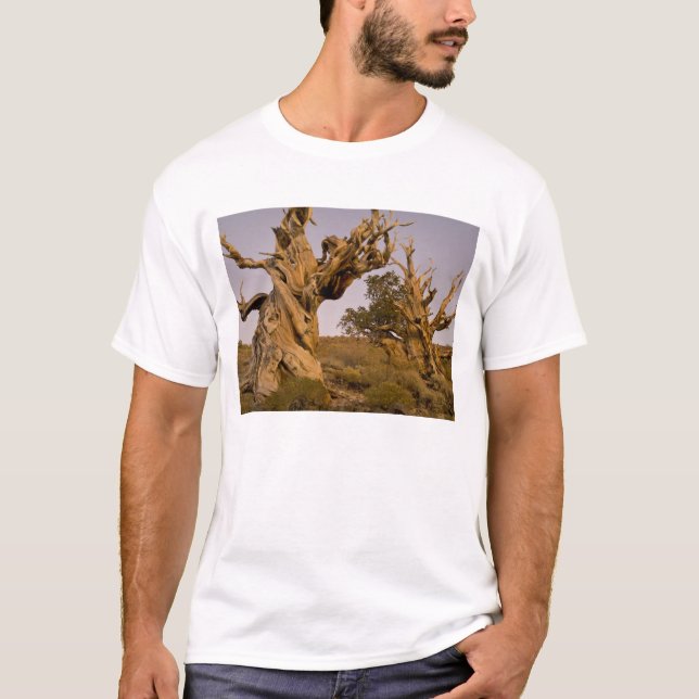 Forntida Bristlecone-skogen, Vita bergen, CA T-shirt (Framsida)