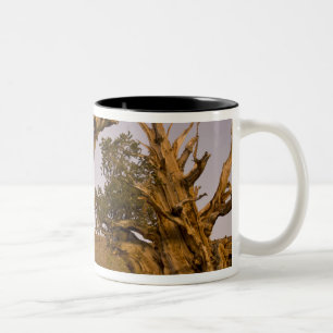 Forntida Bristlecone-skogen, Vita bergen, CA Två-Tonad Mugg