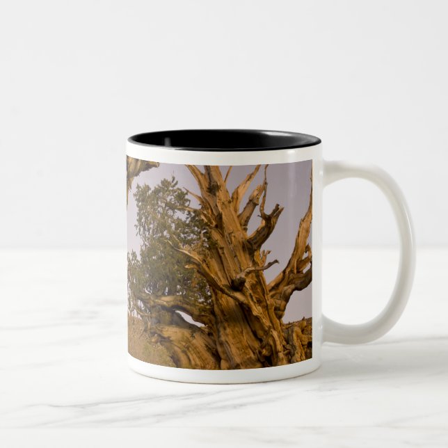 Forntida Bristlecone-skogen, Vita bergen, CA Två-Tonad Mugg (Höger)