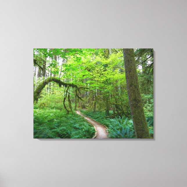Forntida lundar-ledstig i Olympic nationalpark Canvastryck (Framsida)