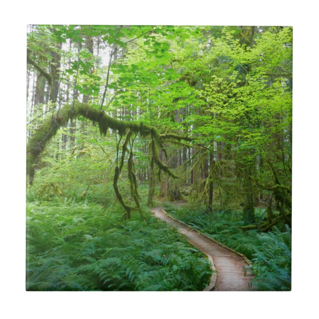 Forntida lundar-ledstig i Olympic nationalpark Kakelplatta (Framsidan)