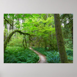 Forntida lundar-ledstig i Olympic nationalpark Poster