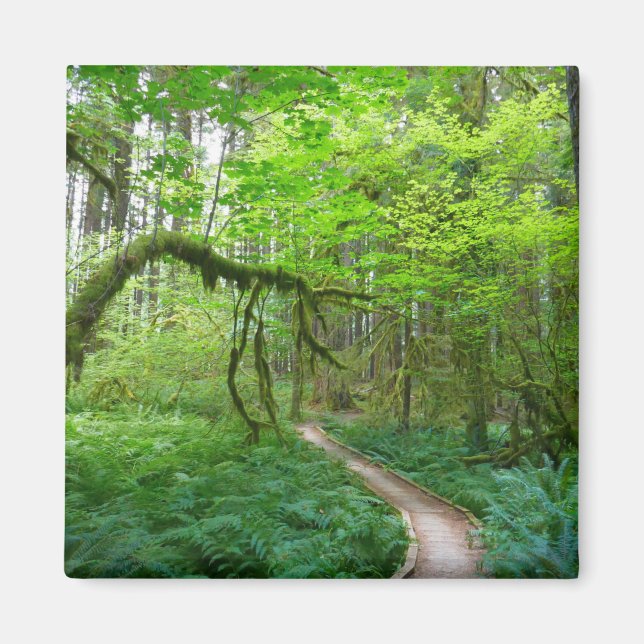 Forntida lundarleden vid Olympic nationalpark Magnet (Framsidan)