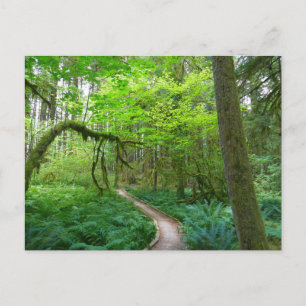 Forntida lundarleden vid Olympic nationalpark Vykort
