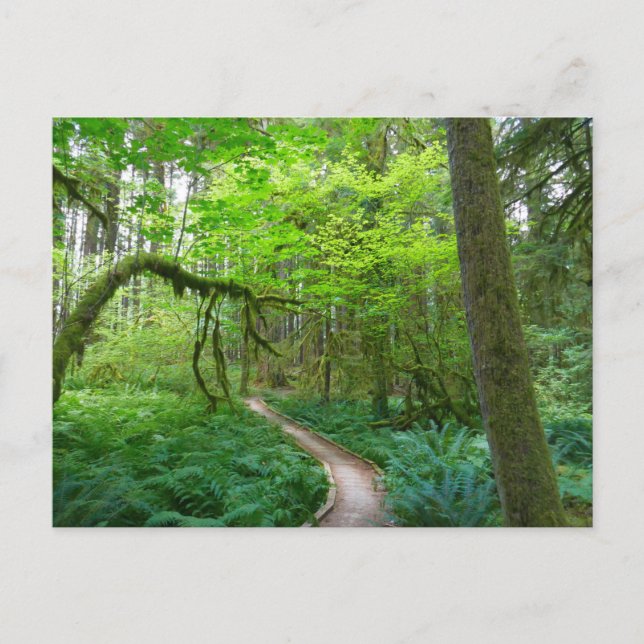 Forntida lundarleden vid Olympic nationalpark Vykort (Framsida)