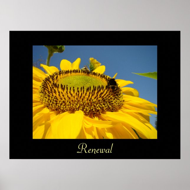 Förnyelsekonsttryck gåvor Solros trädgård canvas Poster (Framsidan)