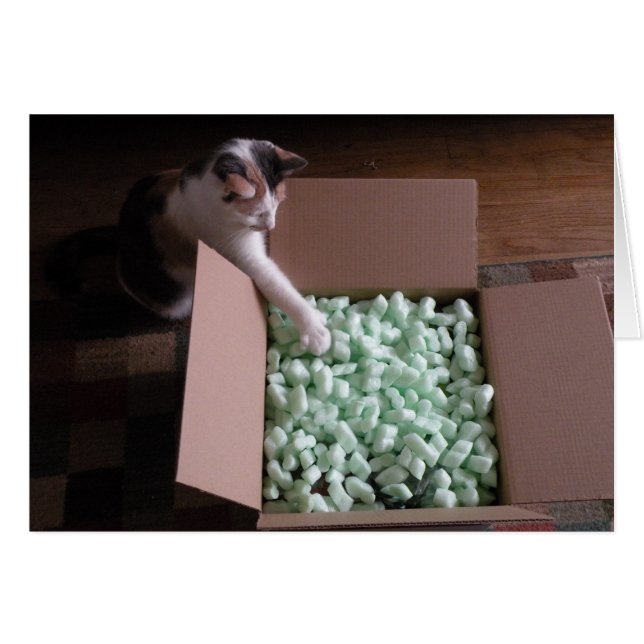 Förpackad med kort - katt (Framsidan Horizontal)