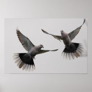 Försåg med krage duvor poster