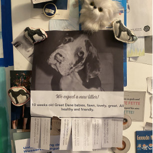 Försäljning Svart Vita Valpar Flyer