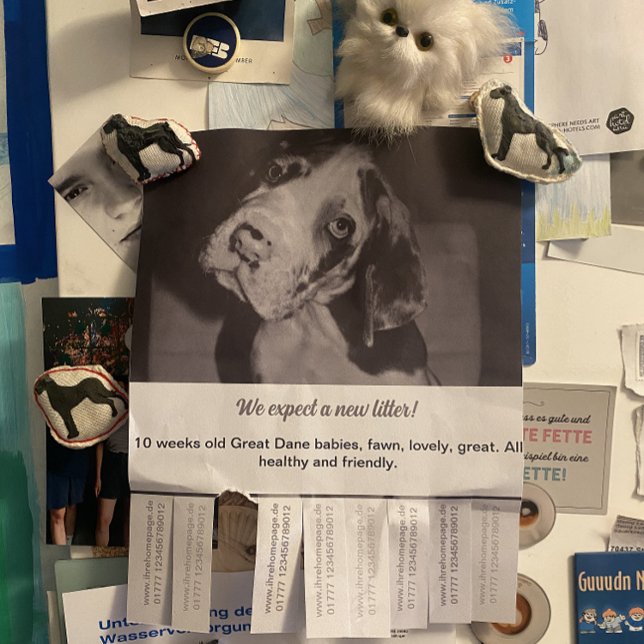 Försäljning Svart Vita Valpar Flyer (Skapare uppladdad)