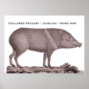 Försedd med krage Peccary - Javelina - MuskHog - Poster