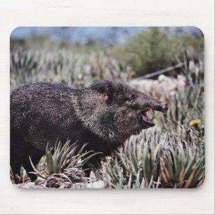 Försedd med krage peccary (javelina) som gäspar musmatta