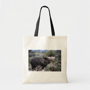 Försedd med krage peccary (javelina) som gäspar tygkasse
