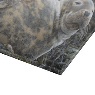 Försegla