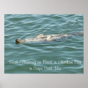 Förseglingen Flytande på rygg i Chatham Pier i Cap Poster