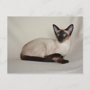 Förseglingspunkt Siamese Cat Jazell Postcard Vykort