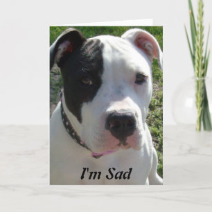 Försenat födelsedagkort med den Pittbull hunden Kort