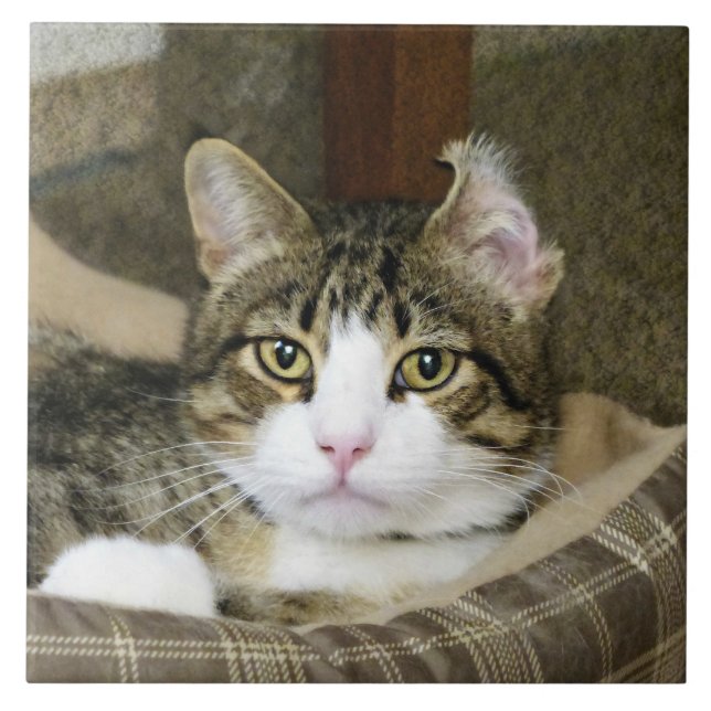 Försiktighet Kakelplatta (Framsidan)