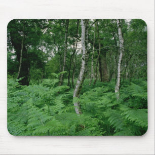 Försilvra björkträd och ferns, den Sherwood sko Musmatta