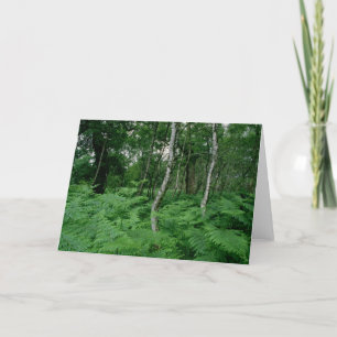 Försilvra björkträd och ferns, den Sherwood skogen Kort